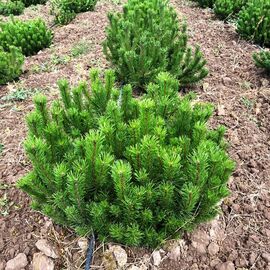 Сосна горная (Pinus mugo), WRB